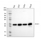 Anti-Bak BAK1 Rabbit Monoclonal Antibody